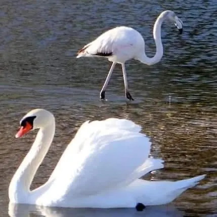 Apartmán Ange Azur 2 *